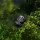 Segway Navimow Robotermäher X420E AWD grau